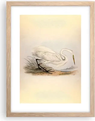 Produktbild von Gerahmtes Poster - Rahmen in heller Eiche - Vogel Weiß Reiher - 30x40 cm - Wand Bild - Wanddeko - Wandbilder - Kunstposter - Wandposter - Bilderrahmen - Bilder - Kunstdruck - P2NPA30x40-4979