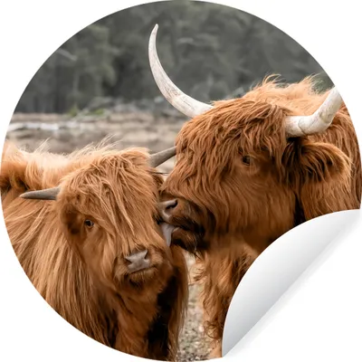 Produktbild von MuchoWow® Runde Wandtattoo - Wandsticker Tapete Aufkleber Schottischer Highlander - Kuh - Tiere Ø 50 cm Selbstklebend und Repositionierbar - Wandaufkleber - Kreis - Wand Kreis - Wand Bild - Foto Tapete - Selbstklebende - Wohnzimmerdekoration - Wand Dekoration - Kinderzimmer