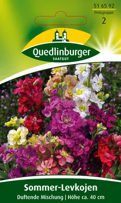 Produktbild von Sommer-Levkojen Frühe hohe Mischung | Blumensamen von Quedlinburger