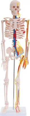 Produktbild von Anatomie Modell Skelett mit Nerven und Arterien Körper Mensch Medizin Skeleton Menschliches Skelett verkleinert 87 cm mit Ständer Anatomy Menschen MedMod