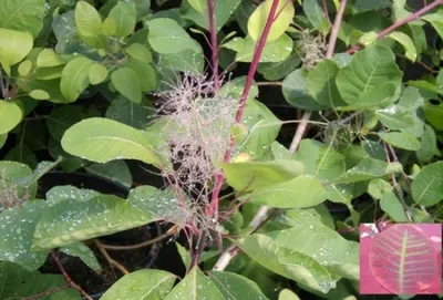 Produktbild von Perückenstrauch - Perückenbaum - Cotinus coggygria (40-60)
