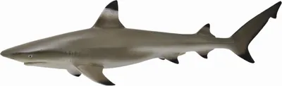 Image de Collecta 88726 Requin de récif à pointes noires 11 cm Animaux aquatiques