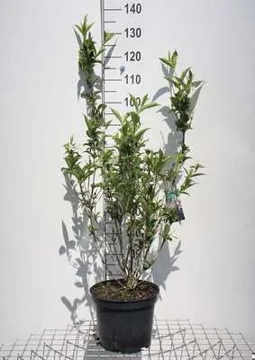 Imagen del producto de Weigela híbrida 'Eva Rathke' - Weigelia. Altura: 50-60 cm. Se vende en maceta