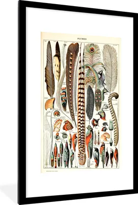 Produktbild von MuchoWow® Gerahmtes Poster Federn - Vogel - Tiere 60x90 cm - Poster mit Schwarzem Bilderrahmen Wandposter Rahmen Foto Bilder - Dekoration - Wandposter Wohnzimmer - Hochwertig
