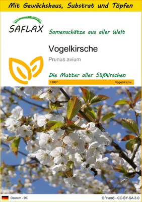 Produktbild von SAFLAX Anzucht Set - Vogelkirsche - Prunus avium - 10 Samen - Mit Mini-Gewächshaus, Anzuchtsubstrat und 2 Töpfen