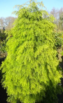 Obrázok produktu pre Cryptomeria japonica - Elegans Viridis - 30 - 40 cm