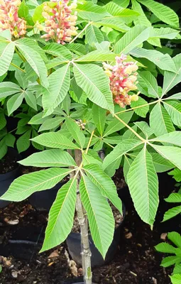 Image de Marronnier nain 'Aesculus pavia Rosea Nana' Marronnier d'Inde tronc haut 100 - 120 cm
