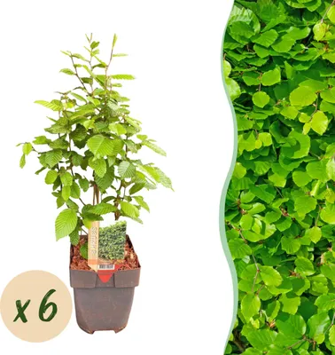 Produktbild von Heckenpflanzen - Carpinus betulus - Blatt grün - 6 Pflanzen - 1 laufender Meter - laubabwerfend - 45-55cm - Ø18cm - Gartenpflanze