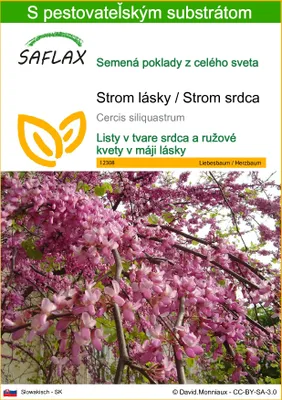 Obrázok produktu pre SAFLAX - Strom lásky / Strom srdca - Cercis siliquastrum - 60 Semená - S pestovateľským substrátom bez klíčkov