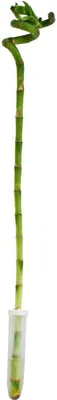 Zdjęcie produktu dla Lucky Bamboo 'Lucky Bamboo' - spirala - w tubie - Dracaena Sanderiana - ok. 40 cm wysokosci