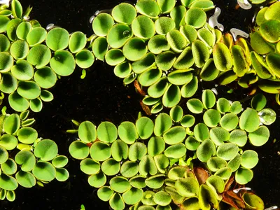 Produktbild von 1 Portion Mini-Schwimmfarn (Salvinia Cucullata)