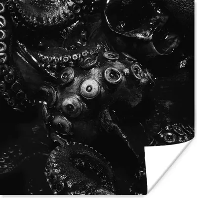 Produktbild von MuchoWow® Poster Nahaufnahme Oktopus auf schwarzem Hintergrund in schwarz und weiß 50x50 cm - Wohnzimmerdekoration