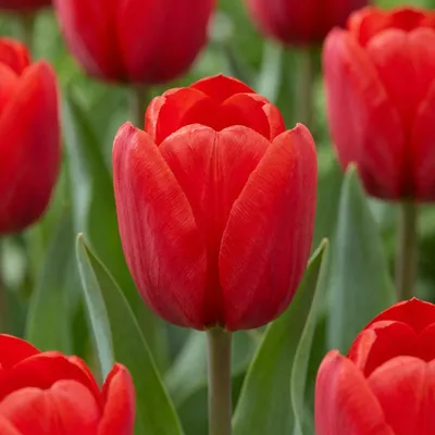 Image de Green boutiQ - Bloembollen - Tulp Triumph Red - Kleur Rood - 15 stuks - Bolmaat 11/12 - XXL Pack