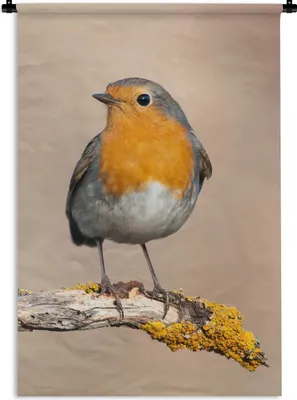 Produktbild von MuchoWow® Wandteppich Wandbehang Rotkehlchen - Vogel - Zweig - Tiere 90x135 cm Tapisserie Dekoration Wandtuch - Baumwolle - Wandskulptur