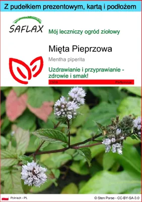 Zdjęcie produktu dla SAFLAX - Zestaw prezentowy - Mięta Pieprzowa - 300 Nasiona - Z pudełkiem upominkowym, etykietą wysyłkową, kartą podarunkową i podłożem uprawowym - Mentha piperita