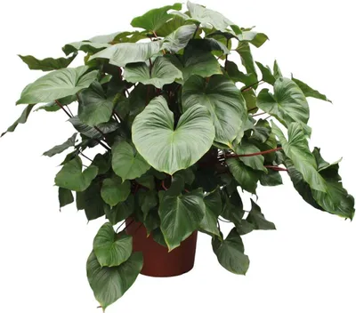 Produktbild von Srdcovka - Homalomena Rubescens Maggy - pokojová rostlina - 170cm - ø60cm