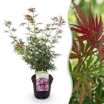 Image de Green boutiQ - Terrasplant - Japanse Esdoorn - Acer palmatum Jerre Swarts - Donker Rood - 1 Plant - Bladverliezend - Pot 19cm Hoogte 70cm