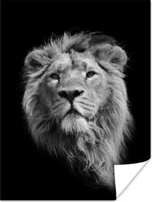 Produktbild von MuchoWow® Poster Löwe - Porträt - Schwarz - Weiß 90x120 cm - Wohnzimmer