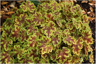 Produktbild von Stauden Gänge 1 x Heucherella Hybride 'Solar Power' im 1 Liter Topf - Purpurglöckchen / Heuchera - Sonnenlicht für schattige Gartenplätze