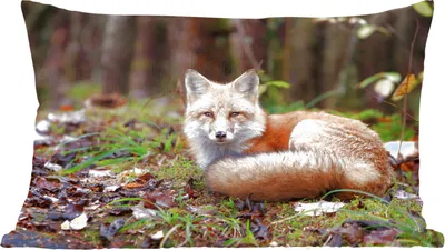 Produktbild von MuchoWow® Zierkissen Sofakissen Wohnzimmer Dekokissen 60x40 cm Fuchs - Wald - Tier - Kopfkissen - Polster mit Foto