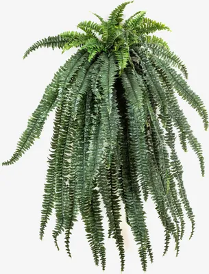 Produktbild von artplants.de Künstlicher Riesenhängefarn MATENO, 64 Blätter, grün, 150cm - Farn Deko - Kunstpflanze