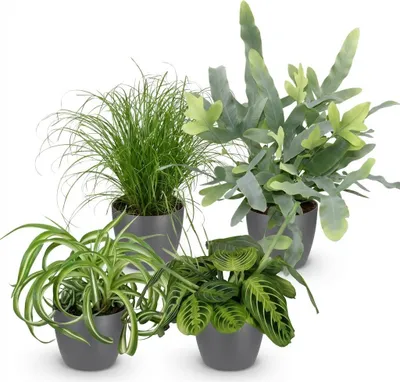 Immagine prodotto di Set di piante da appartamento - Chlorophytum, Cyperus, Phlebodium, Maranta