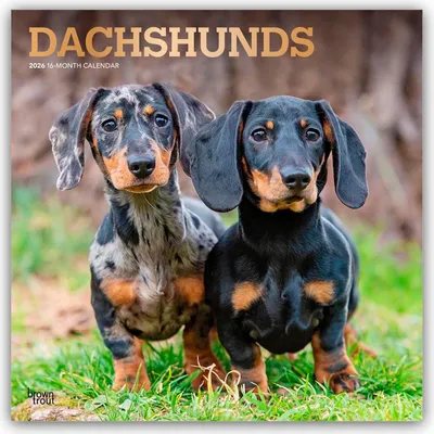 Produktbild von Dachshunds - Dackel 2026 - 16-Monatskalender