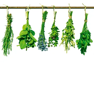 Produktbild von Fototapete - Herbs 225x250cm - Vliestapete
