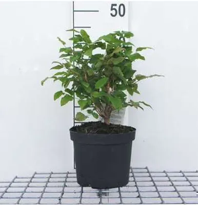Immagine prodotto di Mahonia aquifolium - Mahonia 25- 30 cm - contenitore