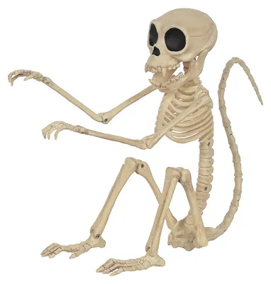 Produktbild von Affen Skelett Deko 24cm