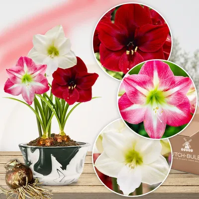 Productafbeelding van Amaryllis-ui Budgetcollectie - 3 grote bloembollen (26/28) - Exclusieve bollen - Echte planten uit Nederland - Hippeastrum (geen zaden, geen was en niet kunstmatig)