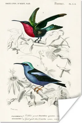 Produktbild von MuchoWow® Poster Vogel - Vintage - Zweig 40x60 cm - Plakate für die Wand - Poster Babyzimmer
