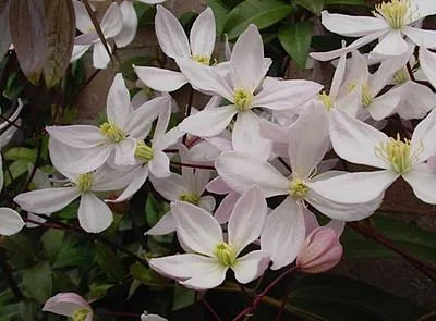 Zdjęcie produktu dla Clematis armand. powojnik 'Apple Blossom' - Armand 50-60 cm | doniczka