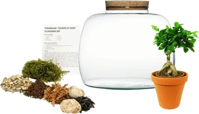 Obrázek produktu pro Gardners Skleněná dóza SCILLA OSÁZEJ SI SÁM Ficus microcarpa Ginseng, L