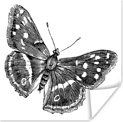 Produktbild von MuchoWow® Poster Eine schwarz-weiße Illustration eines Schmetterlings 120x90 cm - Wandbild