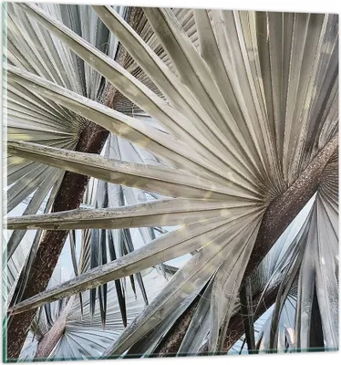 Produktbild von Bilder auf glas - Einteilig - Blatt Palme Natur - 60x60cm - Glasbilder - Wandbilder - Bilder - zum Aufhängen bereit - Wanddekoration aus Glas - Glas Bilder - Wandbild auf Glas - GAC60x60-5056