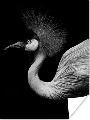 Produktbild von MuchoWow® Poster Kranich - Schwarz - Weiß - Vogel - Tiere 60x80 cm - Schlafzimmer Dekoration