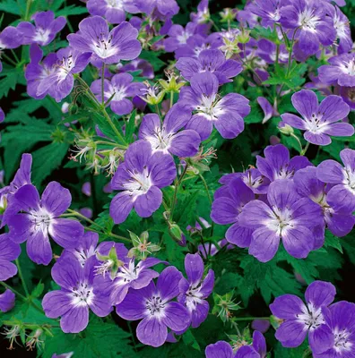 Produktbild von Geranium sylvaticum, Storchschnabel, violett, ca. 9x9 cm Topf
