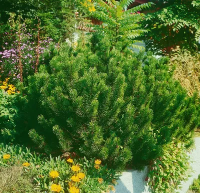 A dwarf pine tree in a garden setting with yellow and purple flowers.