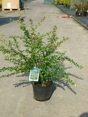 Image de Escallonia hybr. 'Dart's Rosyred' - Arbuste andin en conteneur 40- 50 cm