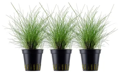 Produktbild von Aquarium Pflanze 3 Stück Eleocharis parvula Wasserpflanze AquaOne Nr.332C Set