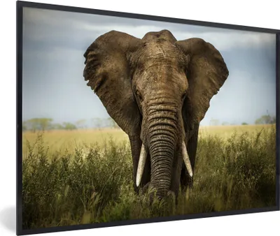 Produktbild von MuchoWow® MuchoWow® Gerahmtes Poster Elefant - Tiere - Gras 30x20 cm - Poster mit zchwarzem Bilderrahmen - Kunstdruck - Bild-Poster