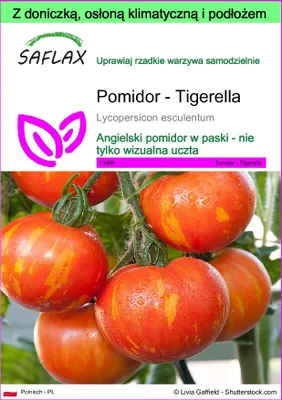 Zdjęcie produktu dla SAFLAX - Garden to go - Pomidor - Tigerella - 10 Nasiona - Z doniczką, pokrywą klimatyczną i podłożem do uprawy - Lycopersicon esculentum