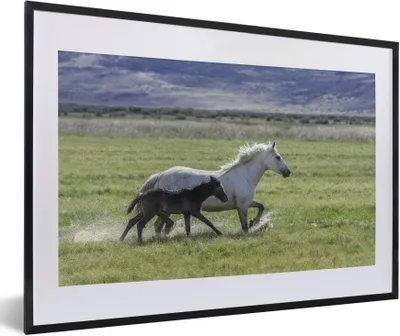 Produktbild von MuchoWow® MuchoWow® Gerahmtes Poster Pferde - Fohlen - Braun 60x40 cm - Poster mit zchwarzem Bilderrahmen - Schlafzimmer - Plakat in Rahmen - Drucken
