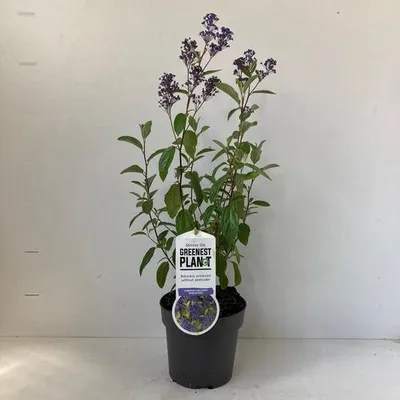 Produktbild von Ceanothus del. 'Gloire de Versailles' - Säckelblume | 30-40 cm im Topf
