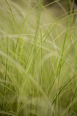Produktbild von Carex brunnea 'Variegata', Ziergras, grün-weiß, 2 Liter Container