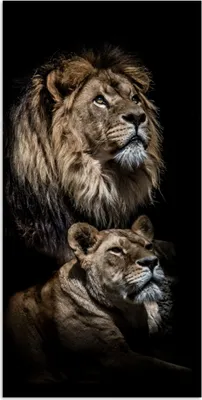 Produktbild von MuchoWow® Poster Löwe - Löwin - Porträt 60x120 cm - Wandschmuck