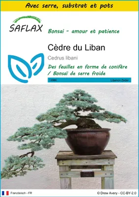 Image de SAFLAX Ensemble de culture - Cèdre du Liban - 20 graines - Cedrus