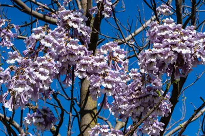 Produktbild von 1000 Samen Blauglockenbaum (Paulownia tomentosa) Schnellwachsender Edelholzbaum mit traumhafter Blüte Zier- & Nutzbaum für Garten, Aufforstung Bonsai