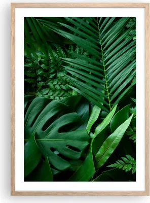 Produktbild von Gerahmtes Poster - Rahmen in heller Eiche - Exotisch Blätter Monstera - 50x70 cm - Wand Bild - Wanddeko - Wandbilder - Kunstposter - Wandposter - Bilderrahmen - Bilder - Kunstdruck - P2NPA50x70-4746